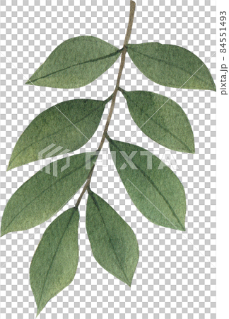Green leave watercolor clipart png 84551493