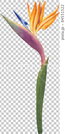 tropical flower watercolor clipart png 84551522