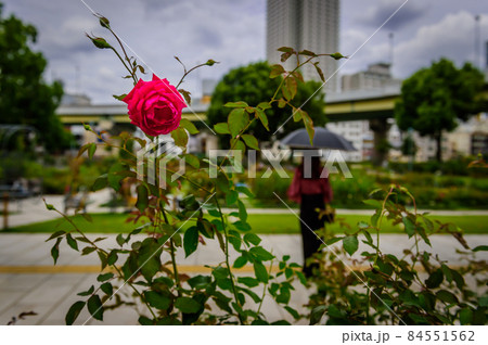 大阪中之島のバラ公園の風景、赤いバラ、9月28日、日本 84551562