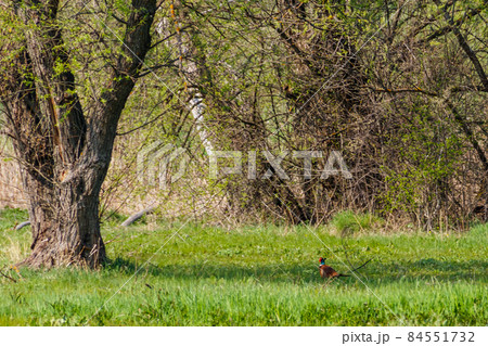 Pheasant in green grass on a meadow Pheasant in green grass on a meadow 84551732