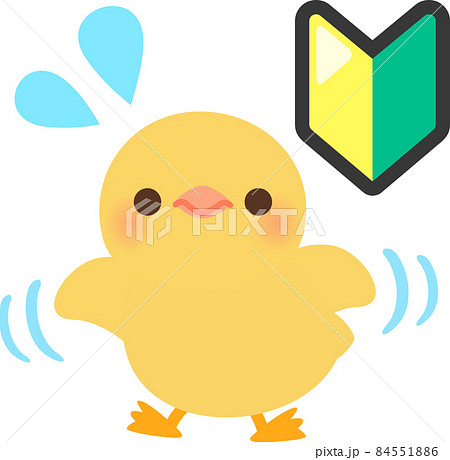 慌てるヒヨコと初心者マーク 84551886