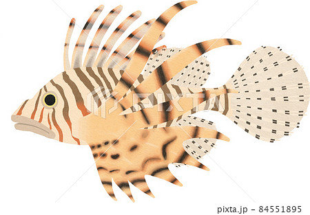 ミノカサゴのイラストのイラスト素材 [84551895] - PIXTA