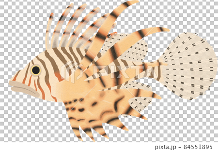 ミノカサゴのイラストのイラスト素材 [84551895] - PIXTA