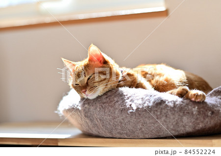 猫のいる生活 ポカポカ陽だまり8 猫のいる生活 ポカポカ陽だまり8 84552224