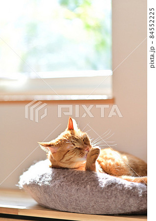 猫のいる生活　ポカポカ陽だまり9 84552225