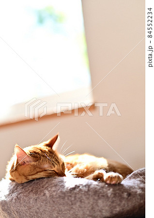 猫のいる生活　ポカポカ陽だまり18 84552234