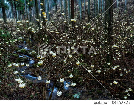 早春の杉林に咲くミツマタの群生 早春の杉林に咲くミツマタの群生 84552327