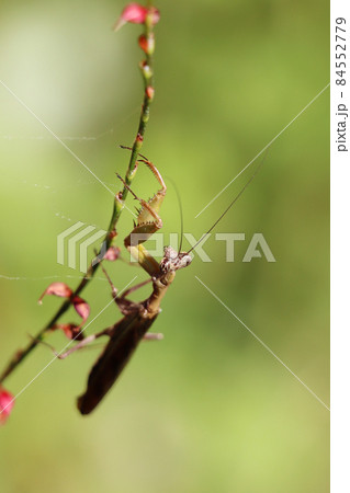 ヒメカマキリ ヒメカマキリ 84552779