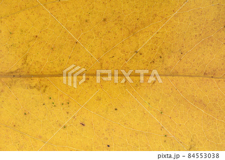 広葉樹・カクレミノ（隠蓑）の紅葉と葉脈 84553038