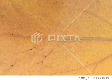 広葉樹・カクレミノ（隠蓑）の紅葉と葉脈 84553039