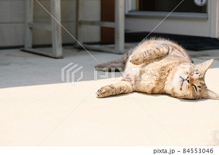 昼寝するとら猫 84553046
