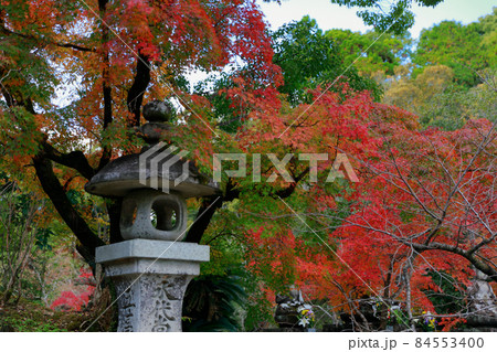 《高知県》竹林寺・五台山の紅葉 84553400