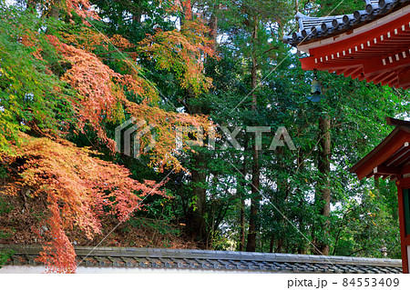 《高知県》竹林寺・五台山の紅葉 《高知県》竹林寺・五台山の紅葉 84553409