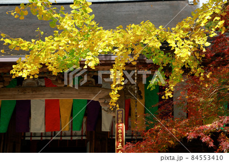 《高知県》竹林寺・五台山の紅葉 84553410