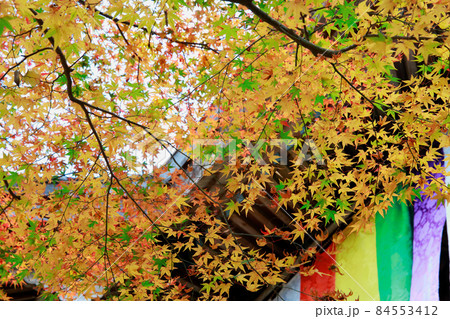 高知県 竹林寺 五台山の紅葉の写真素材