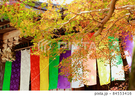 《高知県》竹林寺・五台山の紅葉 《高知県》竹林寺・五台山の紅葉 84553416