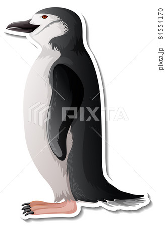 Penguin animal cartoon sticker on white background Penguin animal cartoon sticker on white background 84554170