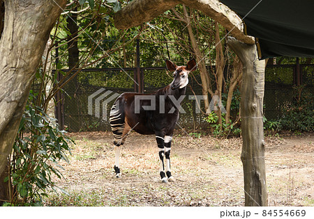 オカピ オカピ 84554669