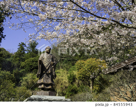 鎌倉・妙本寺 日蓮聖人と桜 鎌倉・妙本寺 日蓮聖人と桜 84555943