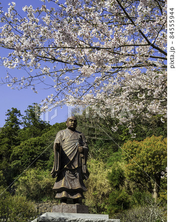 鎌倉・妙本寺　日蓮聖人と桜 84555944