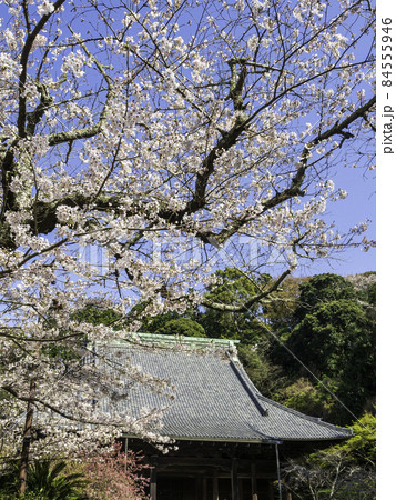 鎌倉・妙本寺　祖師堂と桜 84555946