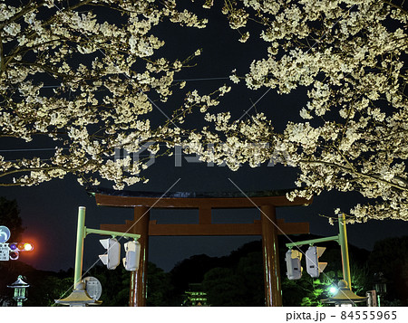 鎌倉・鶴岡八幡宮　段葛の夜桜 84555965
