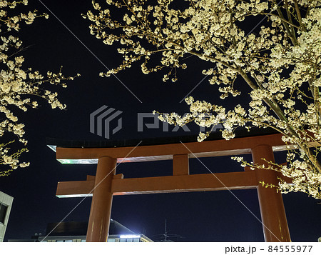 鎌倉・鶴岡八幡宮 段葛の夜桜 鎌倉・鶴岡八幡宮 段葛の夜桜 84555977