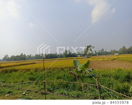 ripe paddy farm on field for harvest and sell 84555978