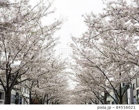 鎌倉・鶴岡八幡宮 段葛の桜 鎌倉・鶴岡八幡宮 段葛の桜 84556021