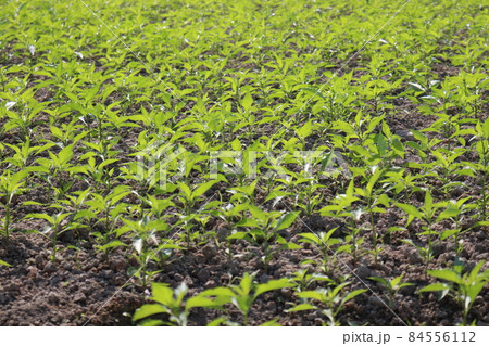 green colored chili tree firm for harvest 84556112