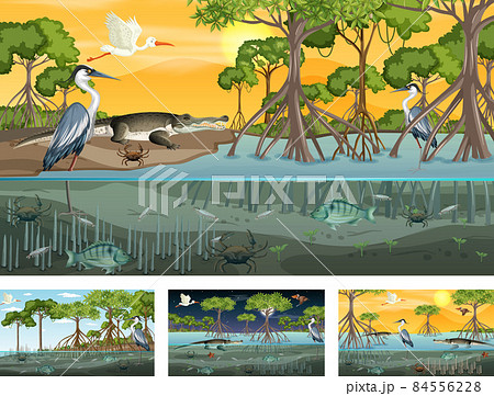 Different mangrove forest landscape scenes with various animals 84556228