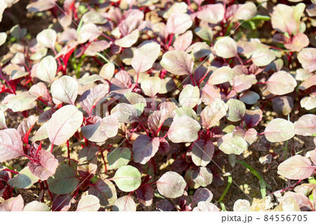 Red amaranth on farm for harvest and sell 84556705