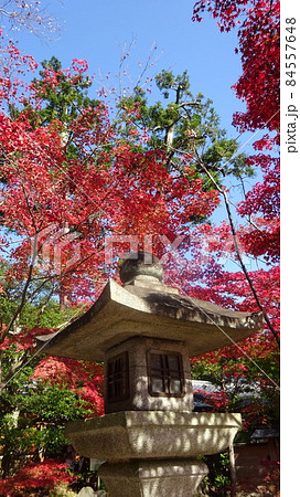 神社の境内の紅葉・石灯籠と紅葉・japanimage・クールジャパン・日本の秋・11月 神社の境内の紅葉・石灯籠と紅葉・japanimage・クールジャパン・日本の秋・11月 84557648