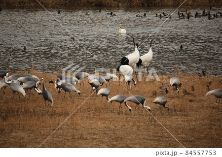 水鳥 渡り鳥 外 84557753