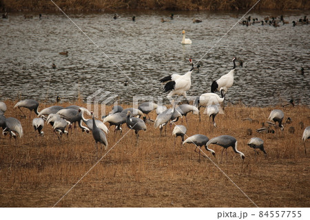 水鳥 渡り鳥 外 84557755