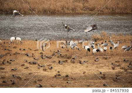 生物 野鳥 屋外 84557930
