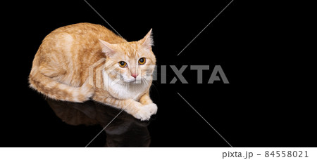 Portrait of beautiful big fluffy red cat with brown eyes isolated on dark studio background. Animal life concept 84558021