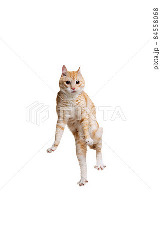 Studio shot of beautiful cute red cat, pet jumping isolated on white studio background. Animal life concept 84558068