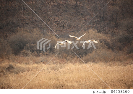 動物 野鳥 屋外 84558160