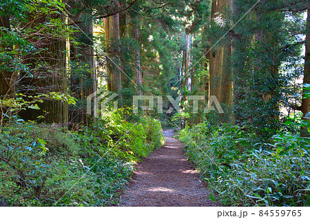 旧東海街道　杉並木　箱根付近 84559765