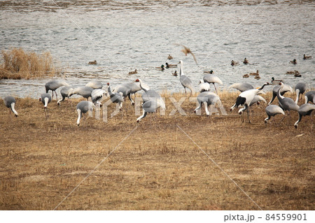 晴れ 生物 屋外 84559901