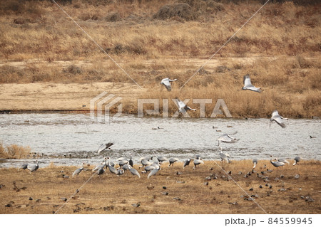 晴れ 生物 屋外 84559945