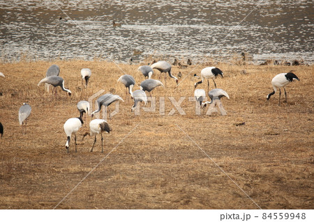 晴れ 生物 屋外 84559948