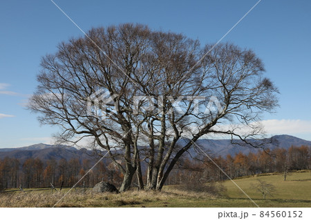 農場 農場 84560152