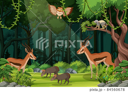 Wild animals in forest landscape background 84560678