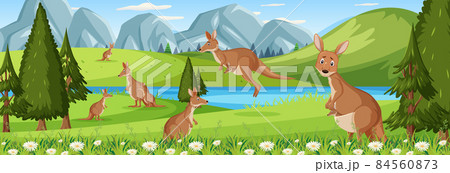 Panorama landscape scene with many kangaroos in the forest 84560873