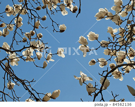 青空と白木蓮(ハクモクレン) 青空と白木蓮(ハクモクレン) 84562136