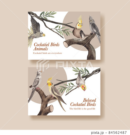 Facebook template with cockatiel bird concept,watercolor style Facebook template with cockatiel bird concept,watercolor style 84562487