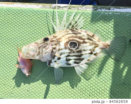 マトウダイ 釣り 泳がせ釣り 船釣り 84562659