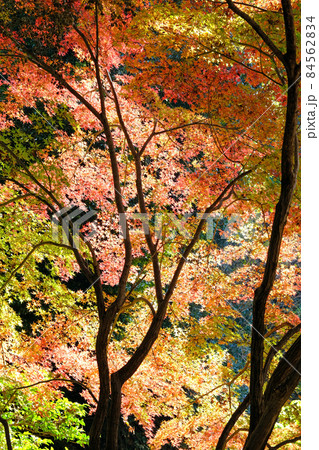 小江戸川越の喜多院の秋 紅葉が見ごろの風景 小江戸川越の喜多院の秋 紅葉が見ごろの風景 84562834